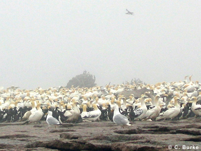 gannets