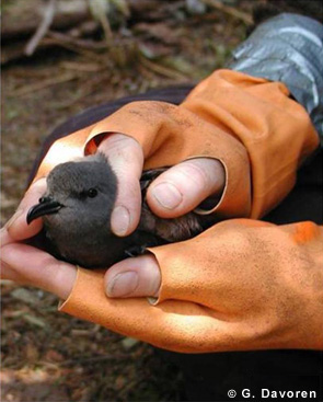 stormpetrel