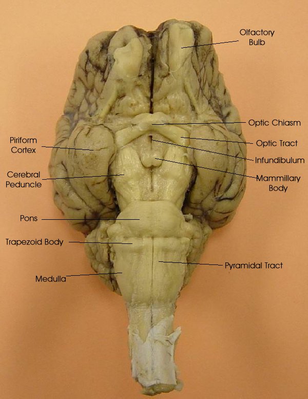 Sheep Brain Dissection Photos